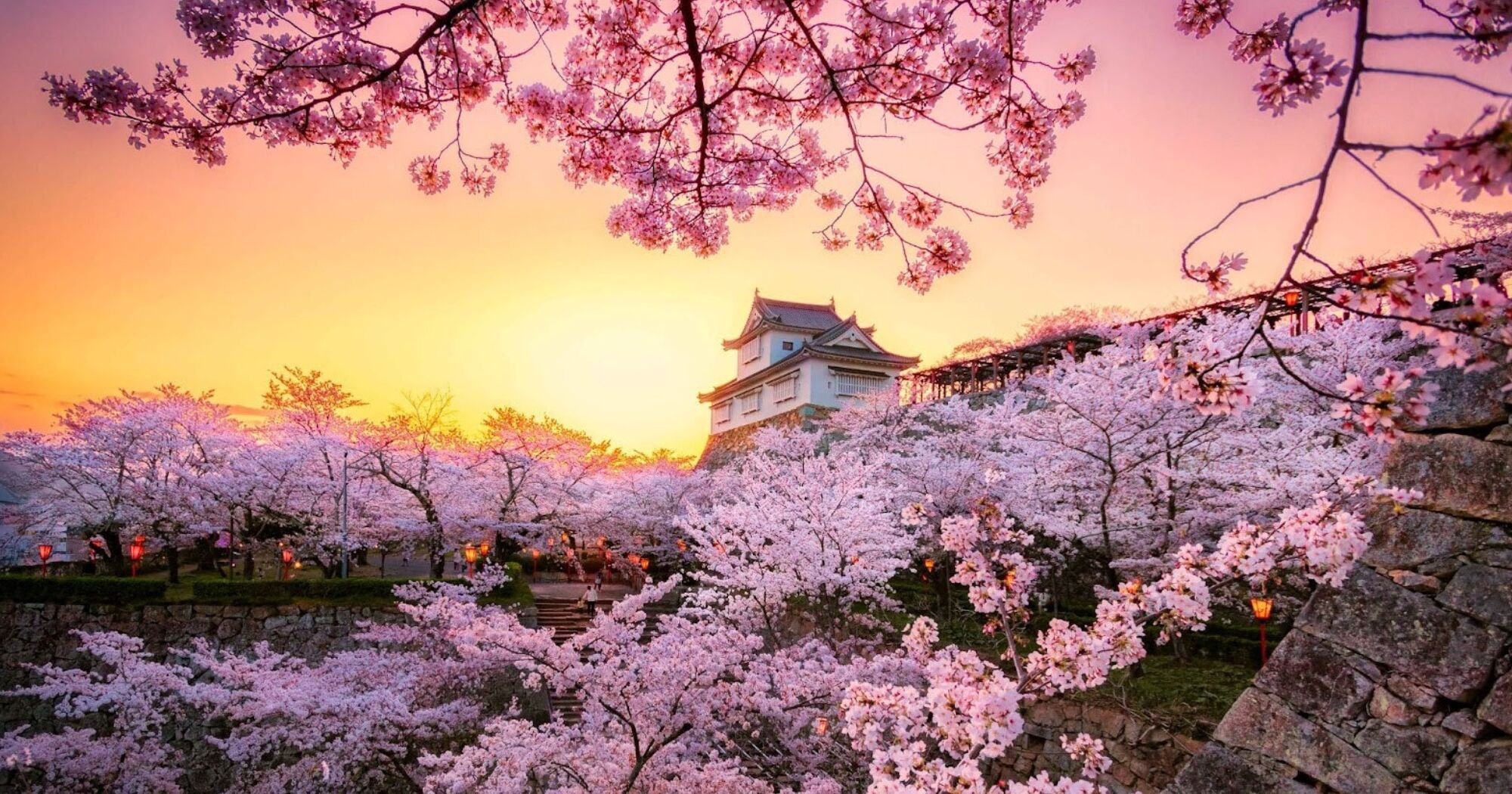 The Sydney Cherry Blossom Festival 2024